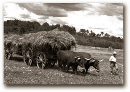 Haying With Oxen - Moulton Farm